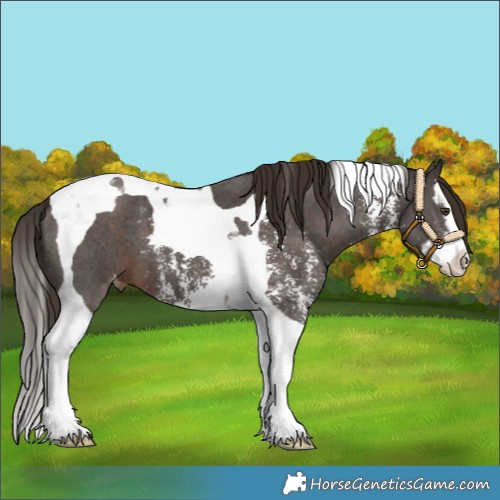 Horse Color:Liver Chestnut Sabino Splash Tobiano Blanket 