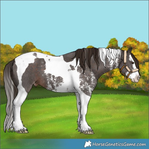 Horse Color:Liver Chestnut Sabino Splash Tobiano Appaloosa 