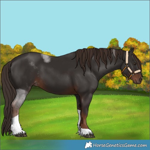 Horse Color:Liver Chestnut Tobiano 