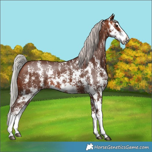 Horse Color:Silver Bay Sabino Splash Rabicano 