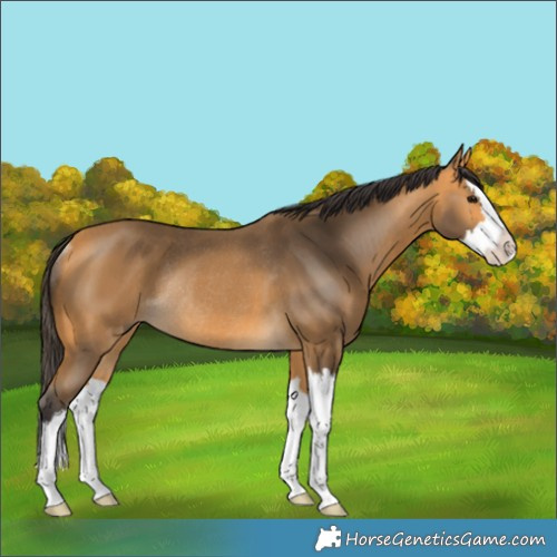Horse Color:Buckskin Splash Rabicano 