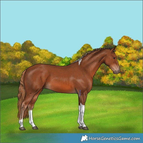 Horse Color:Chestnut Tobiano 