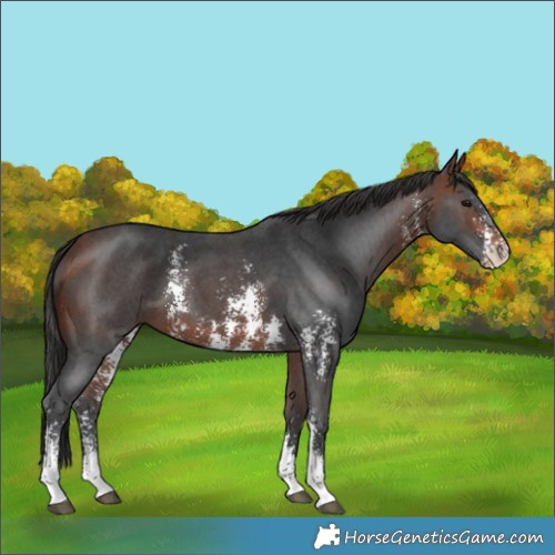 Horse Color:Bay Sabino 