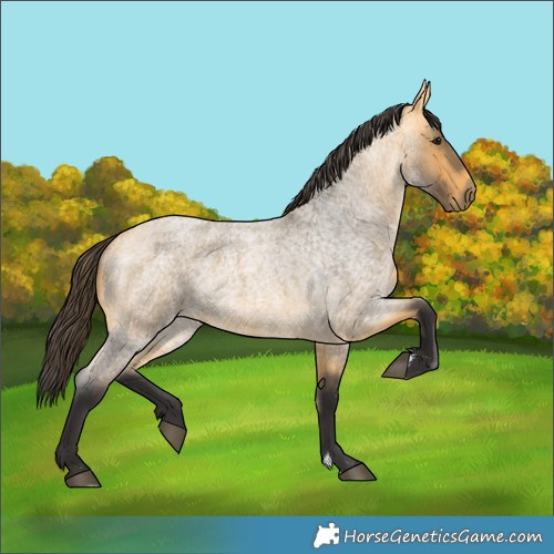 Horse Color:Buckskin Roan 
