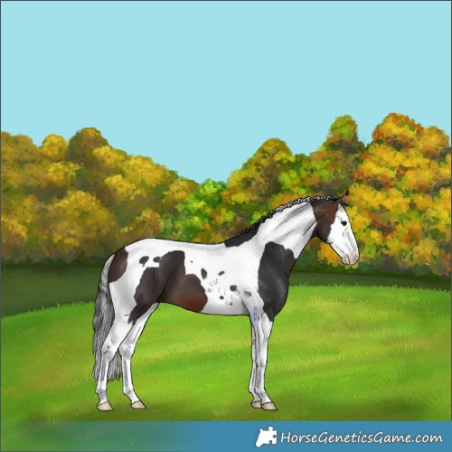 Horse Color:Brown Splash Tobiano 