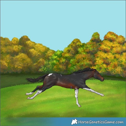 Horse Color:Brown Tobiano 