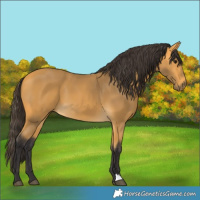 Horse Color:Buckskin 