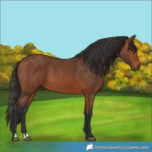 Horse Color:Bay 