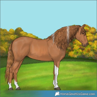 Horse Color:Chestnut Tobiano 
