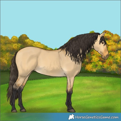 Horse Color:Buckskin Dun 