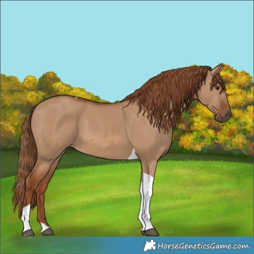 Horse Color:Red Dun Tobiano 
