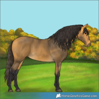 Horse Color:Buckskin 