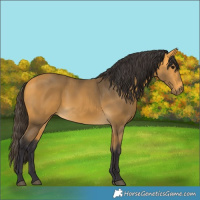 Horse Color:Buckskin 