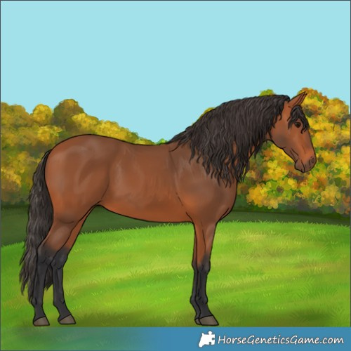 Horse Color:Bay 