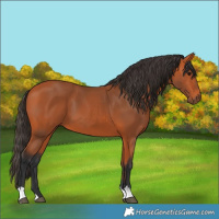 Horse Color:Bay 