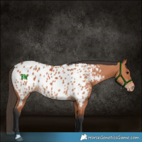 Horse Color:Bay Near Leopard 