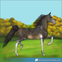 Horse Color:Buckskin Sabino 