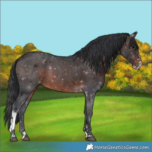 Horse Color:Brown Sabino 