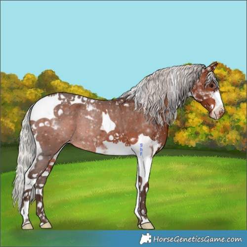 Horse Color:Silver Bay Sabino Tobiano Appaloosa