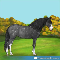 Horse Color:Black Sabino 