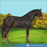 Horse Color:Liver Chestnut Rabicano 