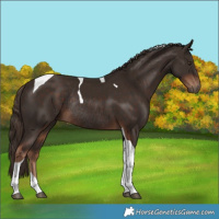 Horse Color:Liver Chestnut Tobiano Rabicano 