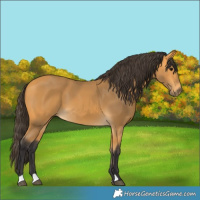 Horse Color:Buckskin 
