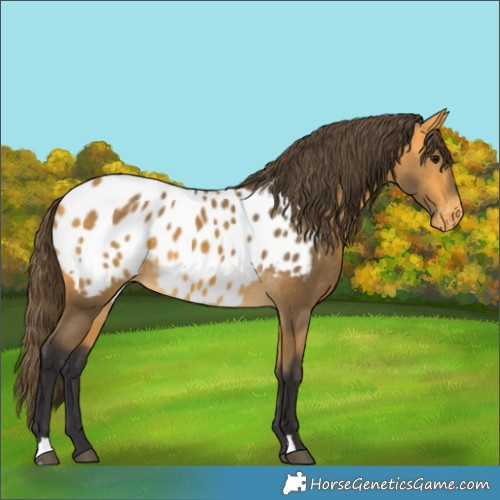 Horse Color:Unknown 