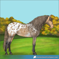 Horse Color:Buckskin Blanket 