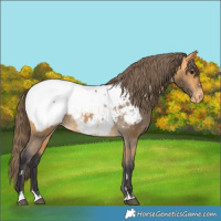 Horse Color:Buckskin Snowcap 