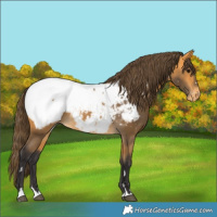 Horse Color:Buckskin Appaloosa