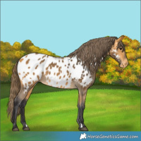 Horse Color:Buckskin Near Leopard 