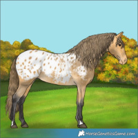 Horse Color:Buckskin Appaloosa 