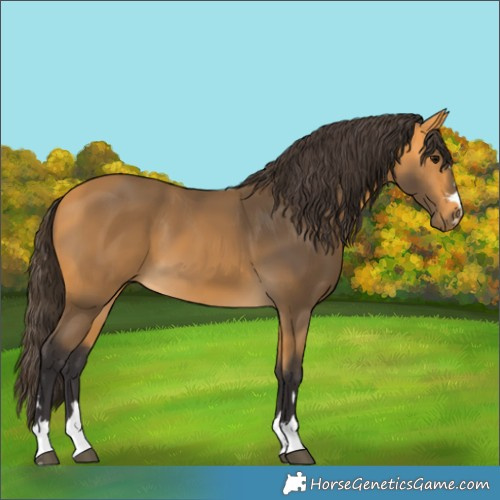 Horse Color:Buckskin 