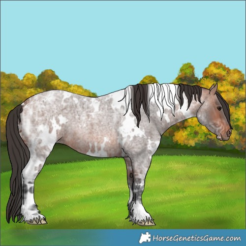 Horse Color:White Spotted Bay Ice Roan
