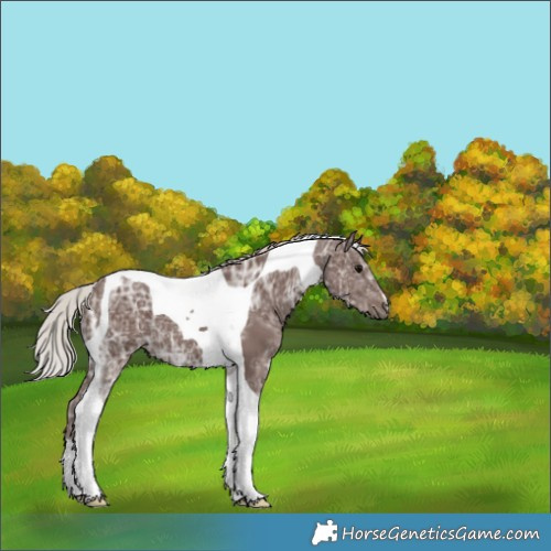 Horse Color:Silver Black Ice Tobiano 