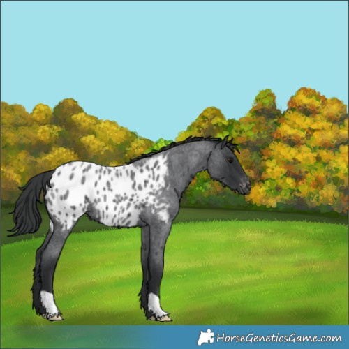 Horse Color:Blue Roan Appaloosa 