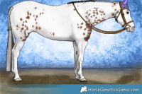 Horse Color:Bay Splash Tobiano Appaloosa 