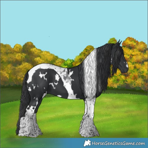 Horse Color:White Spotted Black Tobiano 