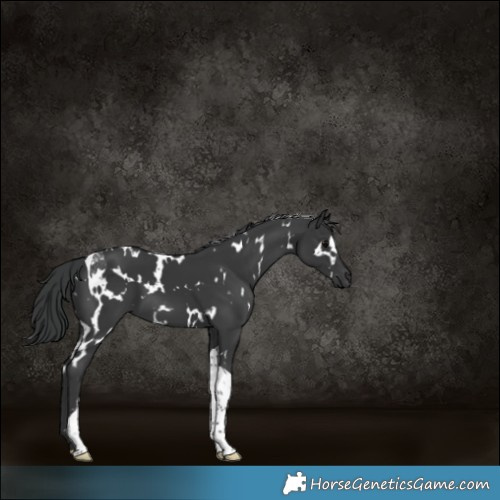 Horse Color:White Spotted Black Tobiano