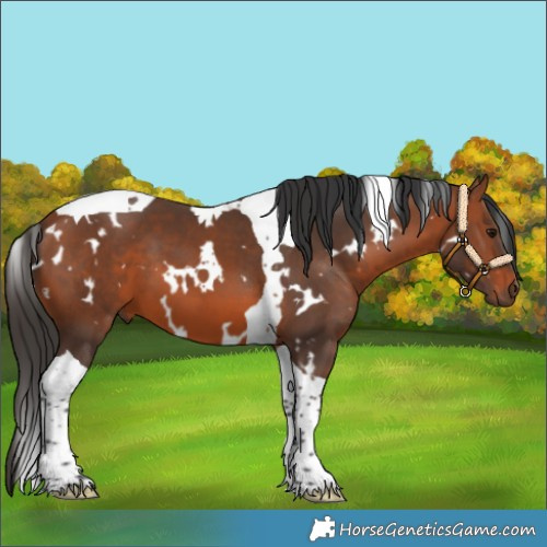 Horse Color:White Spotted Bay Tobiano
