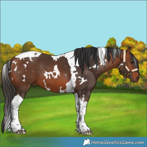 Horse Color:White Spotted Bay Tobiano 