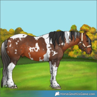 Horse Color:White Spotted Bay Tobiano