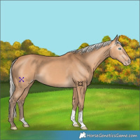 Horse Color:Gray Silver Perlino 