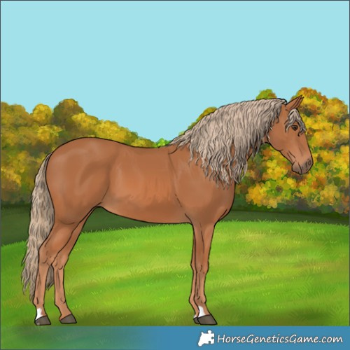 Horse Color:Chestnut 