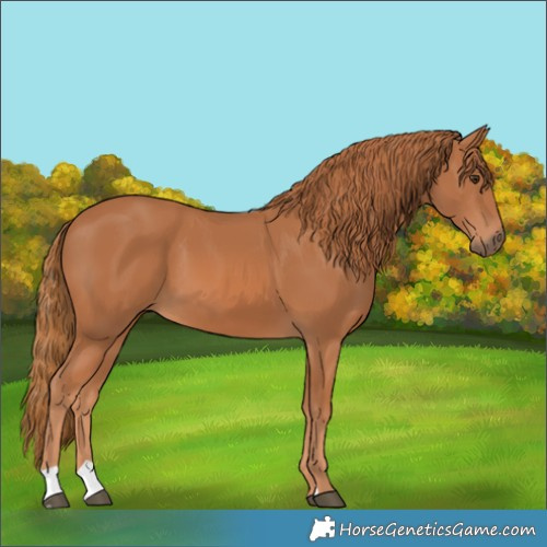 Horse Color:Chestnut 