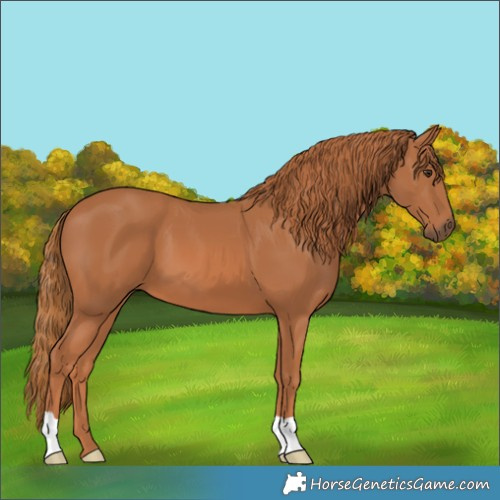 Horse Color:Chestnut 