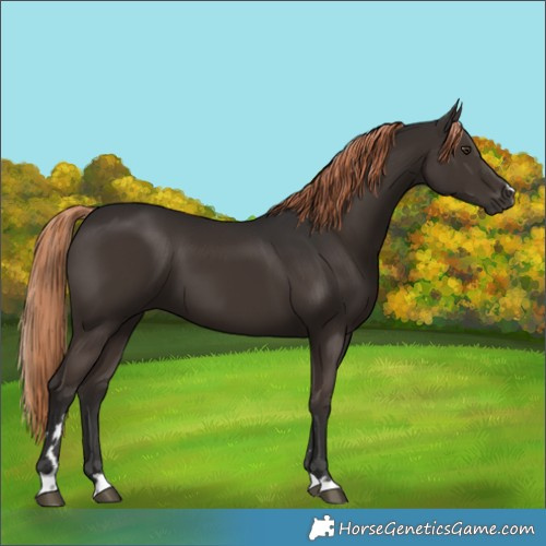 Horse Color:Liver Chestnut 