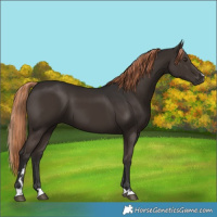 Horse Color:Liver Chestnut