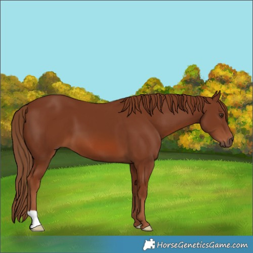 Horse Color:Chestnut 